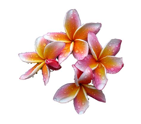 Plumeria PNG Free Download | PNG Mart