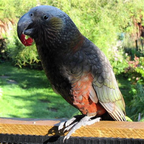 Parrot talk: The Kaka