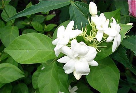 jasmine sambac - heaven scent. use the essential oil for migraines or ...