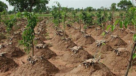 How to plant yam in Nigeria – Infoguidenigeria