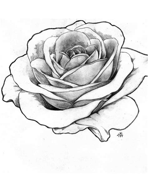 Roses In Black And White Drawing at GetDrawings | Free download