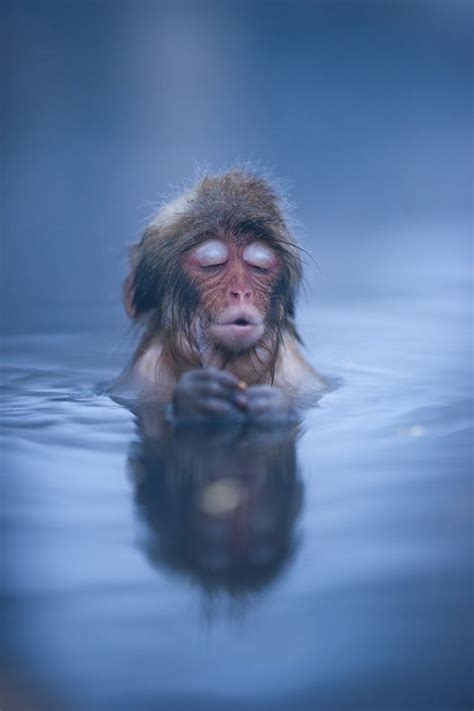 Snow monkey in the water deepsub | Animals, Cute animals, Funny animals