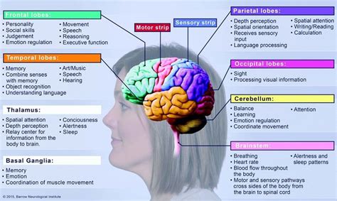 19+ Brain Parts And Functions Table Gif | Crazy Diagram Resources