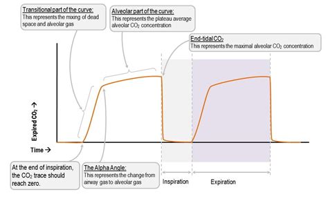 The normal capnograph waveform | Deranged Physiology