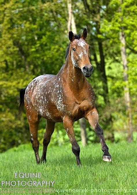 snowflake appaloosa | Appaloosa | Pinterest | Snowflakes and Appaloosa