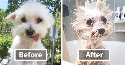 89 Funny Dog Pics Before And After A Bath | Bored Panda