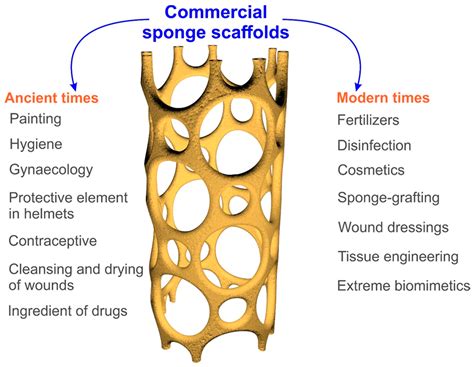 Marine Drugs | Free Full-Text | Marine Spongin: Naturally Prefabricated ...