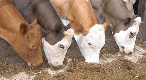 Cattle Feed: Food Compatibility And Varieties Of Diets - Farming Plan