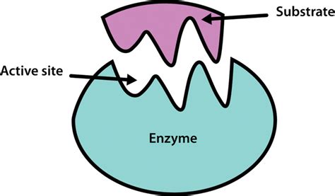 Substrate | Definition , Biochemsitry & Examples