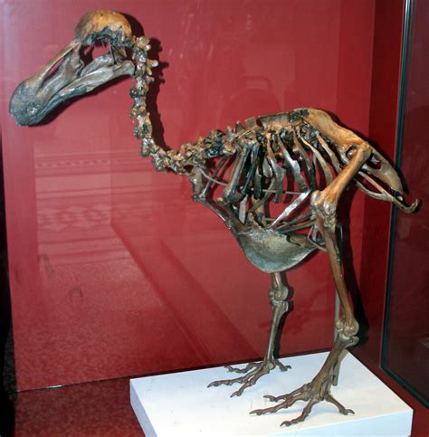 Extinction around the world: Dodo bird and Western Black Rhinoceros