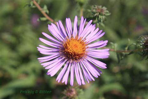 Prickly and Bitter: New England's asters aren't nearly as tasty as ...