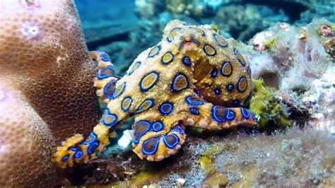 The Blue-Ring Octopus... The Blue-ringed octopus, in spite of their ...