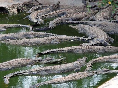 Make It Davao: Davao Crocodile Park