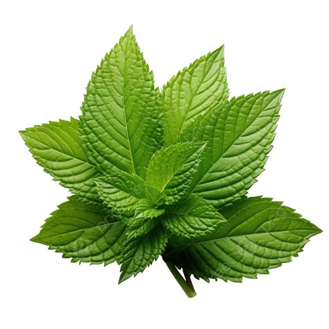 Mint Leaf Peppermint Green Leaves, Mint, Peppermint, Leaf PNG ...