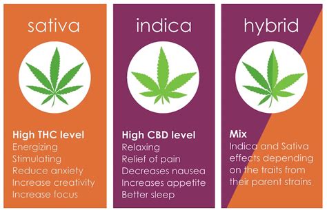 Different Types Of Weed