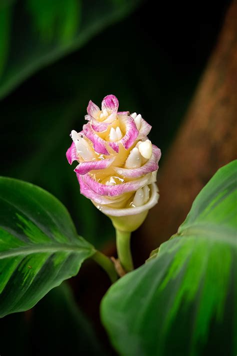 21 of the Most Stunning Species of Prayer Plants | Gardener’s Path