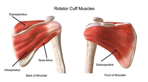 Rotator Cuff Tear Pain - Your Shoulder