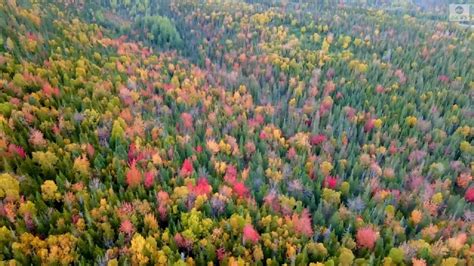 Drone captures stunning fall colors in Canada - Good Morning America