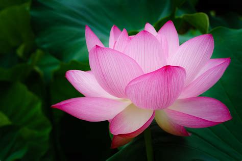 Free photo: Lotus flowers - Bloom, Flowers, Lotus - Free Download - Jooinn