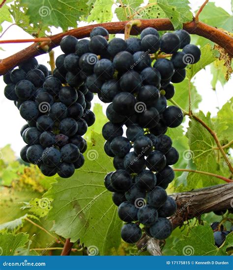 Red Grapes stock image. Image of growing, nature, outdoor - 17175815