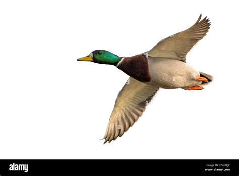 Mallard duck in flight Cut Out Stock Images & Pictures - Alamy