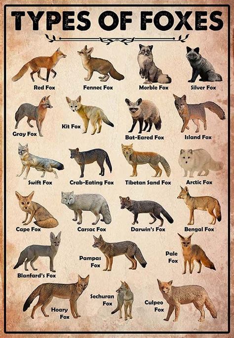 Types Of Foxes-MH2709 | Animals beautiful, Animal facts, Animals and pets