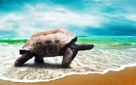 Turtle Beach Wallpapers - Wallpaper Cave