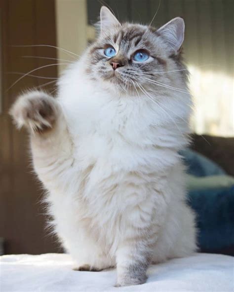 Lynx Point Ragdoll Cat: Info, Facts, Traits & More (With Pictures)