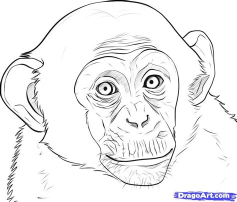 Monkey face | Monkey drawing, Realistic drawings, Drawing tutorial