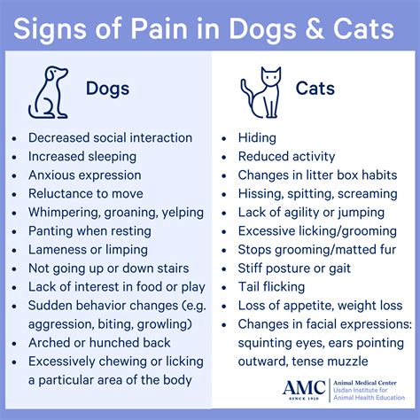 Is Panting A Sign Of Pain In Dogs