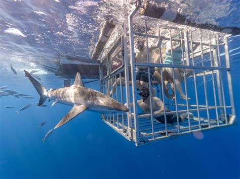 Shark Cage Diving in Oahu | Hawaii Shark Encounters