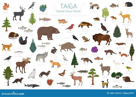 Taiga Biome, Boreal Snow Forest. Terrestrial Ecosystem World Map Stock ...