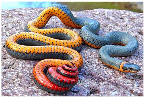 Venomous Snakes in the United States - Regal Ringneck Snake