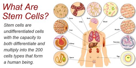 What are Stem Cells? A Short Guide to Everything You Need to Know