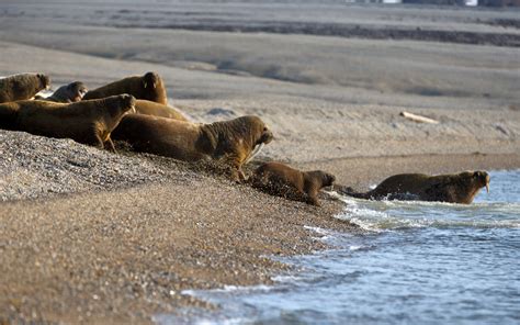 Baby Walrus: 6 Pictures and 8 Amazing Facts - A-Z Animals