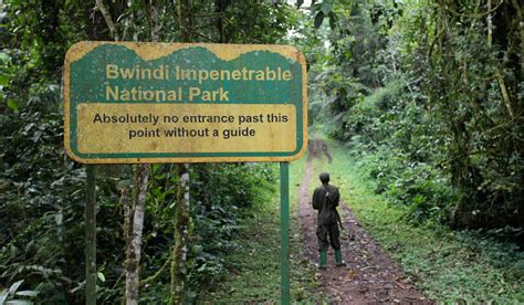 Bwindi Impenetrable Forest National Park and Gorilla Trekking