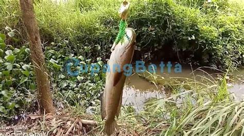 4 Cara Mancing Ikan Gabus di Danau Agar Cepat Dapat!