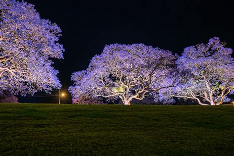 LIGHTS, CAMERA, BLOOM: Grafton Jacaranda Season Set to Light Up NSW