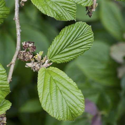 Witch Hazel, Hamamelis virginiana | Village Herbals