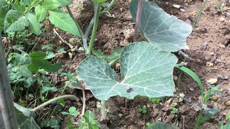 How To Pruning Healthy Pumpkin - YouTube