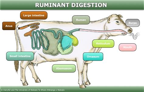 Ruminant digestion — Science Learning Hub