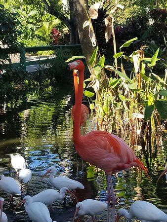 Everglades Wonder Gardens (Bonita Springs) - 2020 All You Need to Know ...