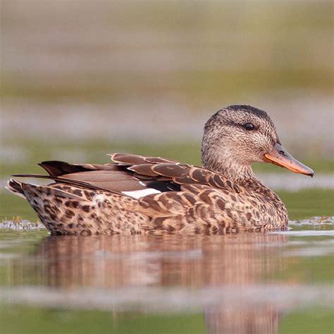 Gadwall Duck Juvenile Pair