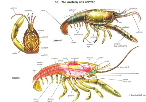 Crayfish Anatomy | Anatomy, Animal science, Crayfish