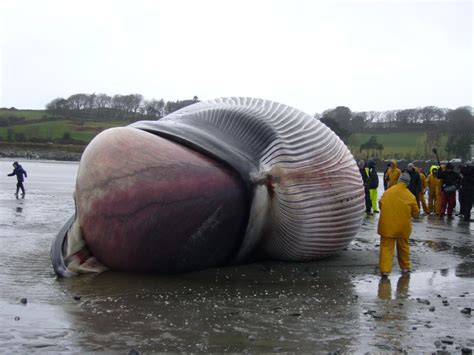 How Big is a Blue Whale’s Heart? – National Geographic Education Blog