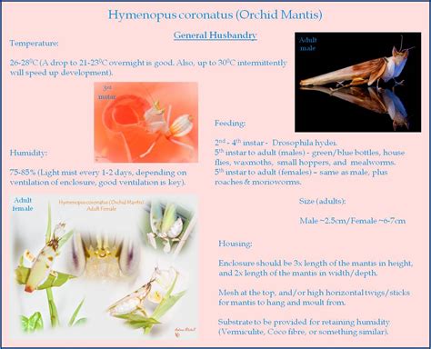 Hymenopus coronatus (Orchid Mantis) - Basic Care Sheet