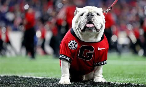 Georgia Mascot UGA X AKA "Que" Dead at 10