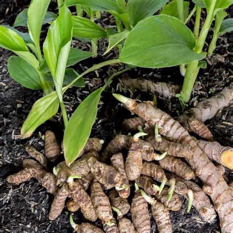 Turmeric Plant - One Green World