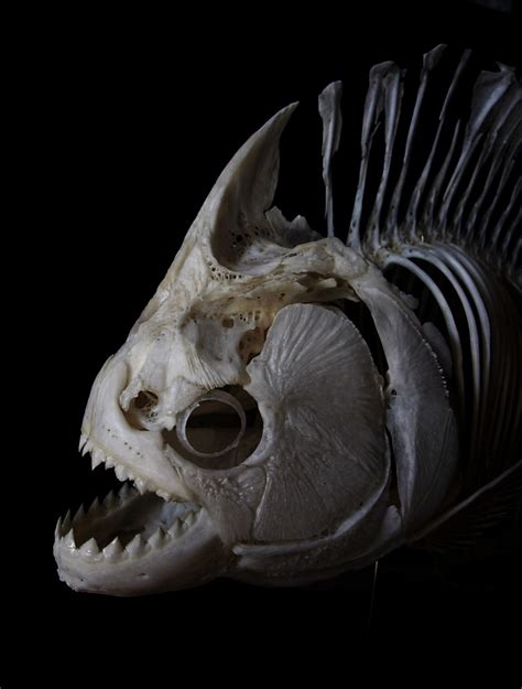 Redeye piranha skeleton | Complete redeye piranha skeleton (… | Flickr