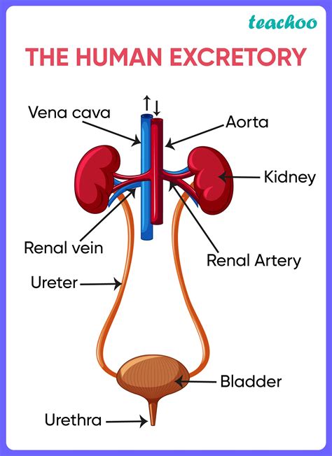 Human Excretory System - Diagram, Process (and More) - Teachoo